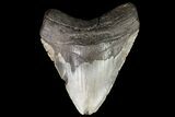 Megalodon Tooth From North Carolina - Giant Tooth! #75504-1